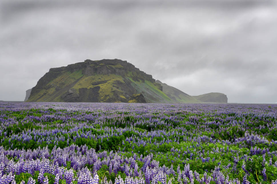 "I've never seen so many lupins in my life, they covered the ground everywhere over Iceland, carpets of purple as far as the eye could see"