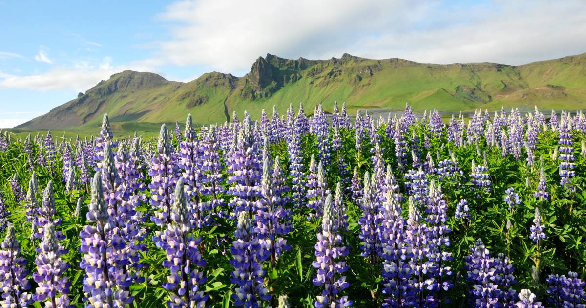 Lupin Blooming in Iceland - Best Time