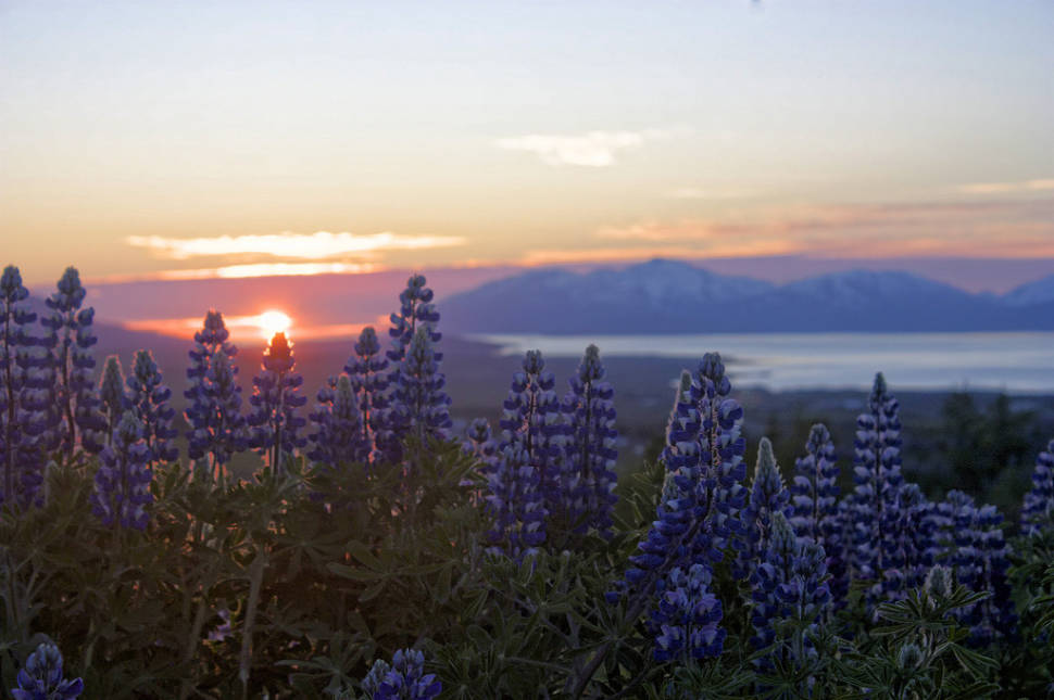 Midnight Sun in Iceland - Best Season