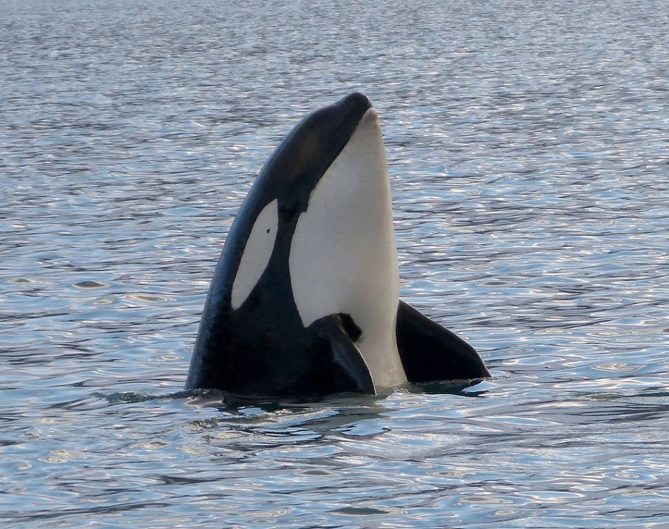 Orca (Killer) Whale Watching in Iceland - Best Season