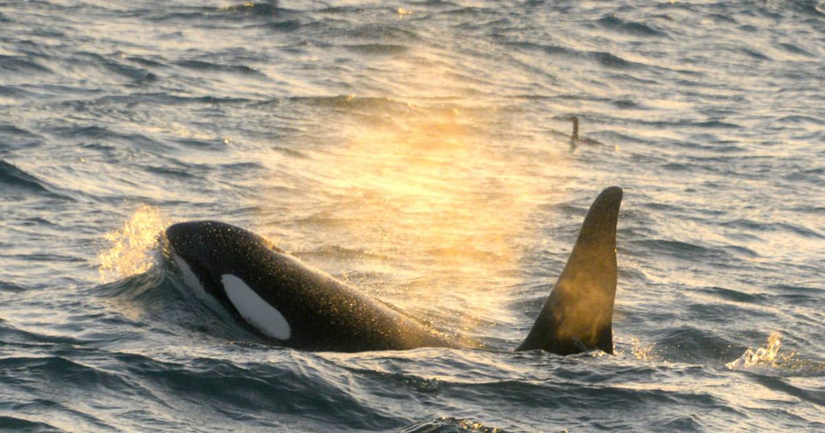 Orca (Killer) Whale Watching in Iceland - Best Time