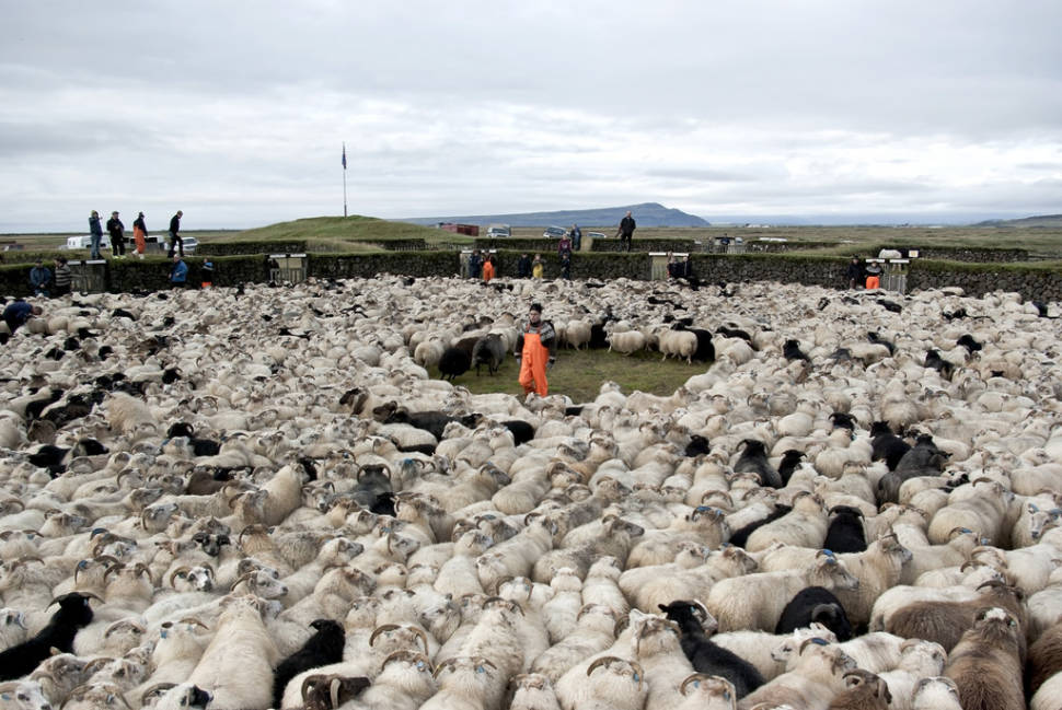 Best time to see Réttir in Iceland