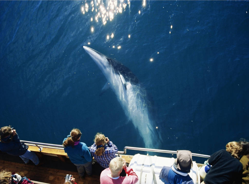 Whale Watching in Iceland - Best Season