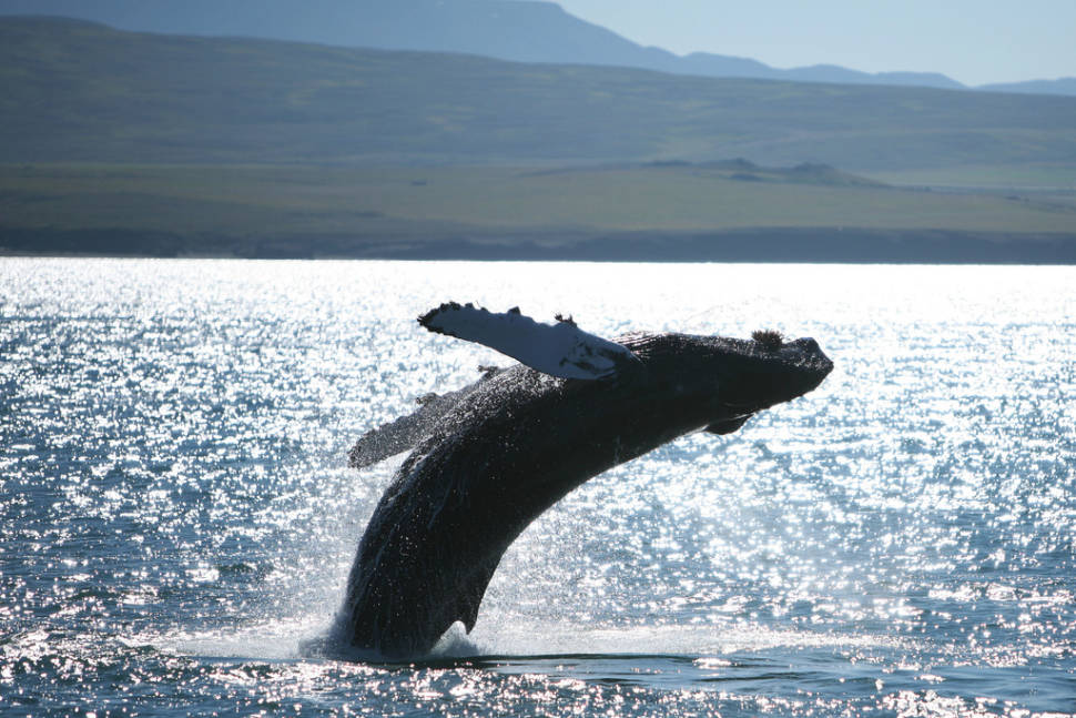 Best time to see Whale Watching in Iceland