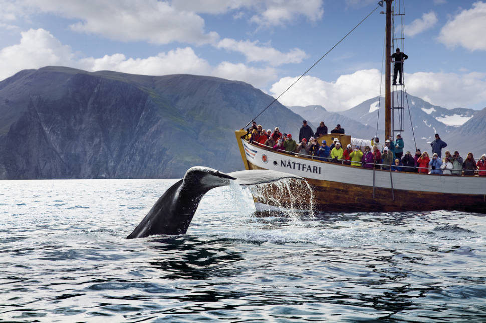 Best time for Whale Watching in Iceland