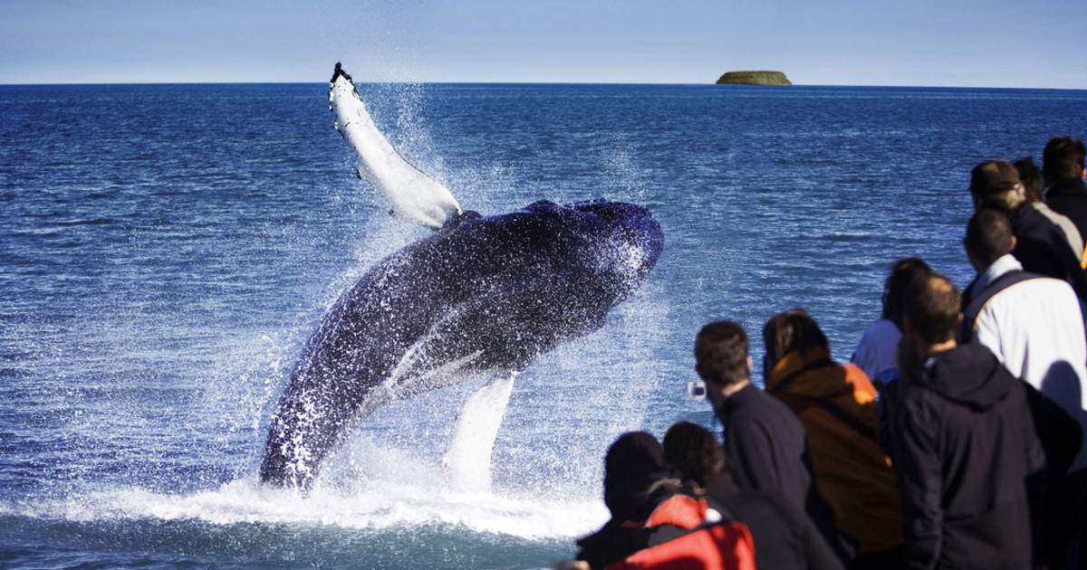 Whale Watching in Iceland - Best Time