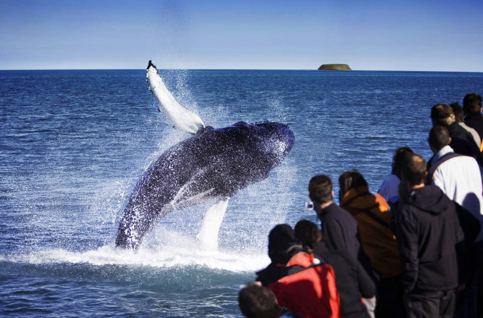Whale Watching in Iceland - Best Time
