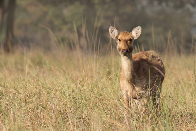 Female Barasingha at lunch