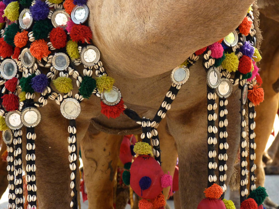 Best time for Bikaner Camel Festival in India