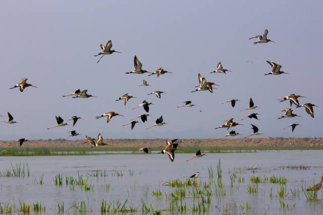 Chilka Lake