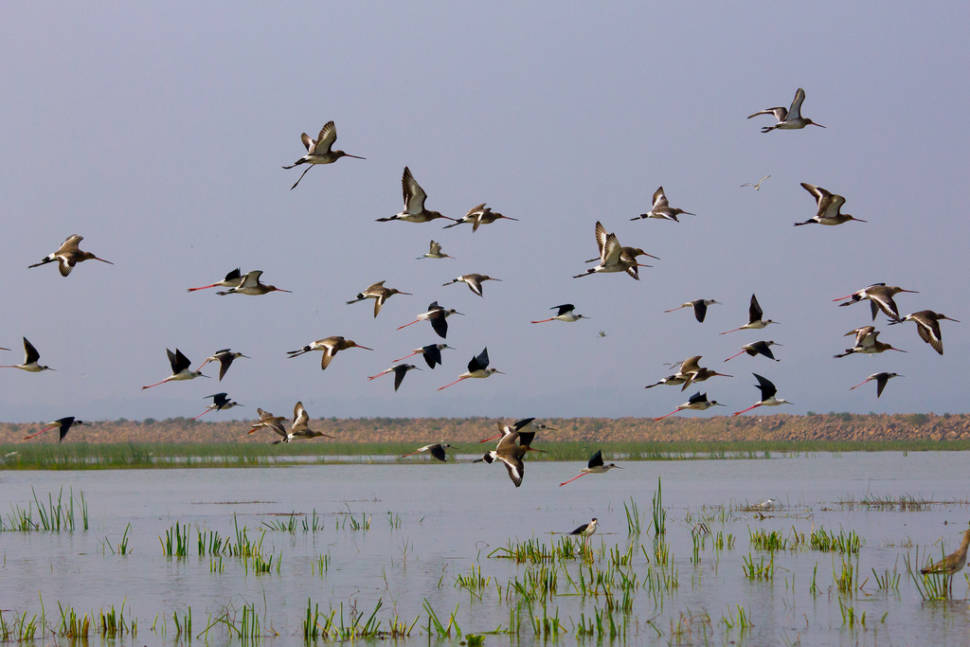 Chilka Lake