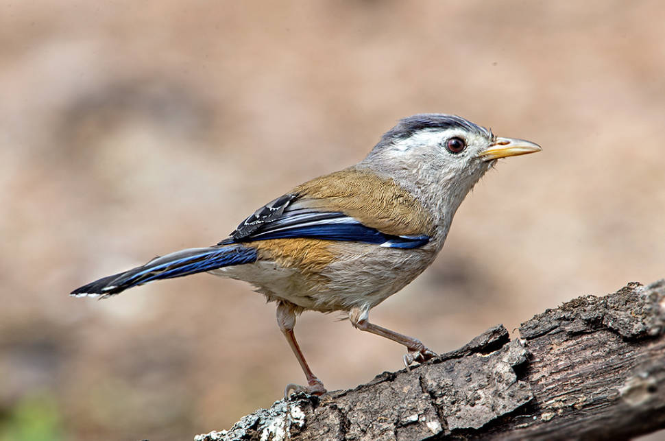 Blue-winged Minla spotted in Sattal, District Nainital, Uttarakhand, India