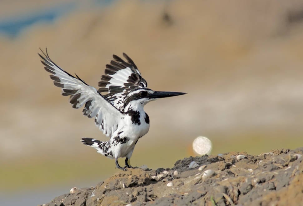 Birdwatching in India - Best Time