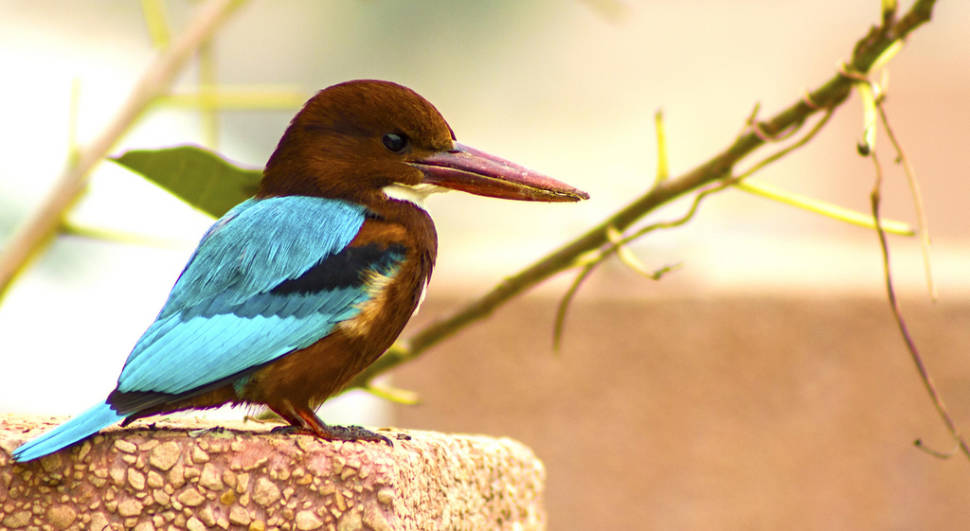White Throated Kingfisher
