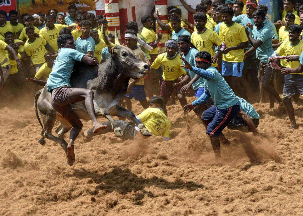 Best time to see Jallikattu in India