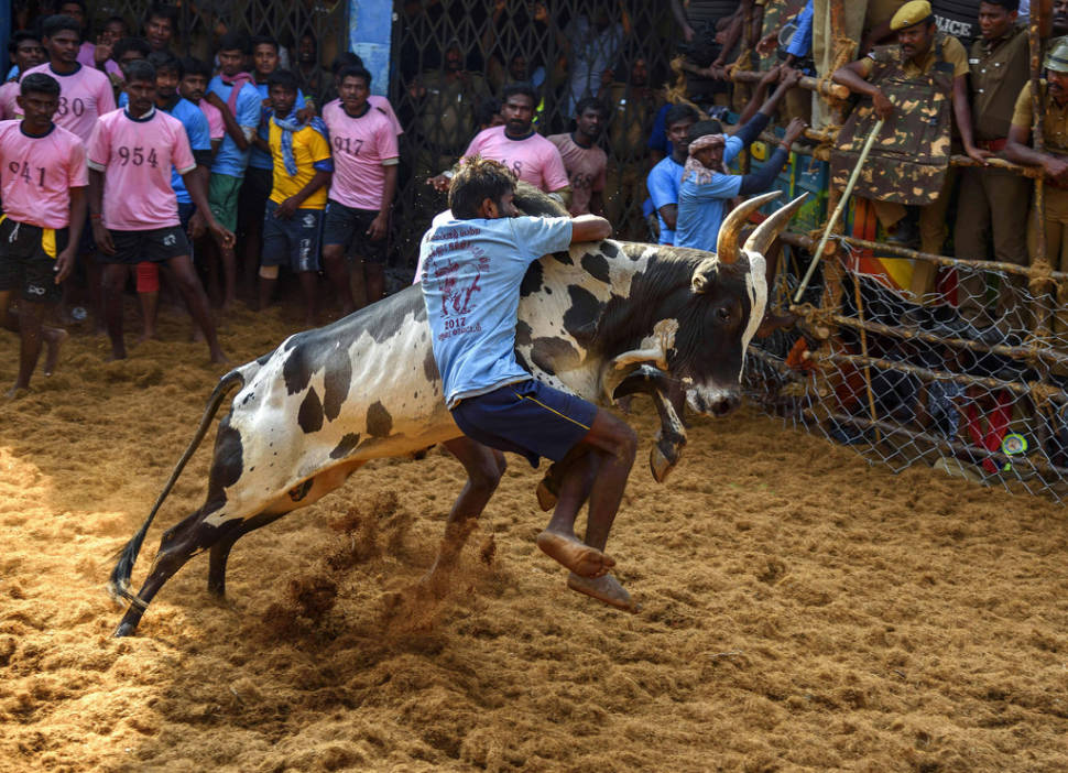 Best time for Jallikattu in India