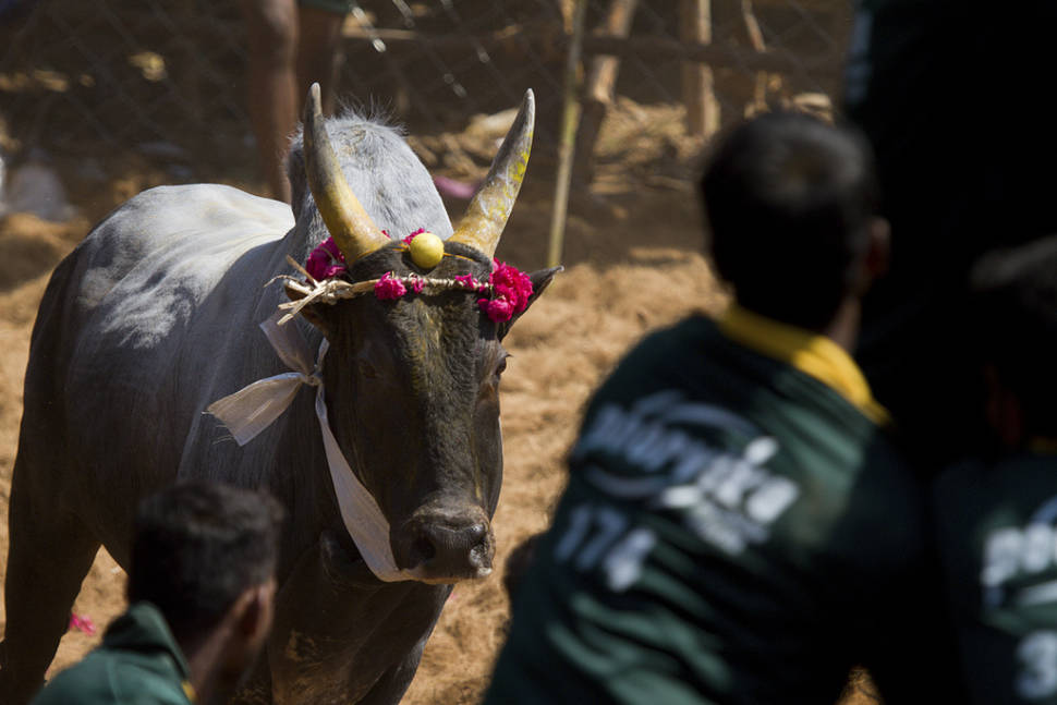 Jallikattu in India - Best Season