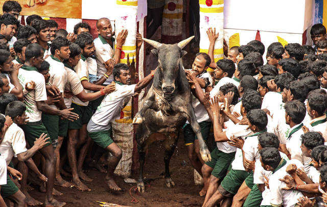 Jallikattu in India - Best Time