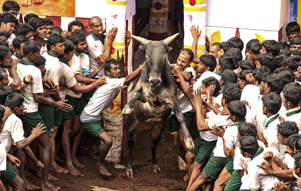 Jallikattu in India - Best Time
