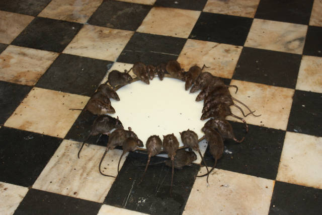 Karni Mata Festival in India - Best Time