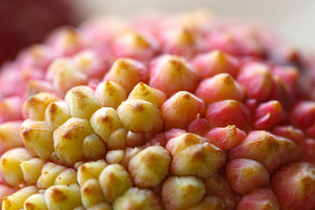 Litchi (Lychee) in India - Best Season