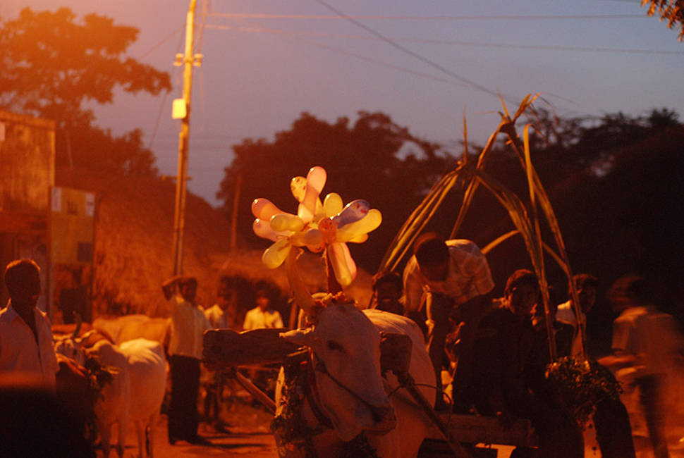 Pongal in India - Best Season