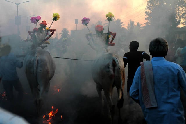 Best time for Pongal in India