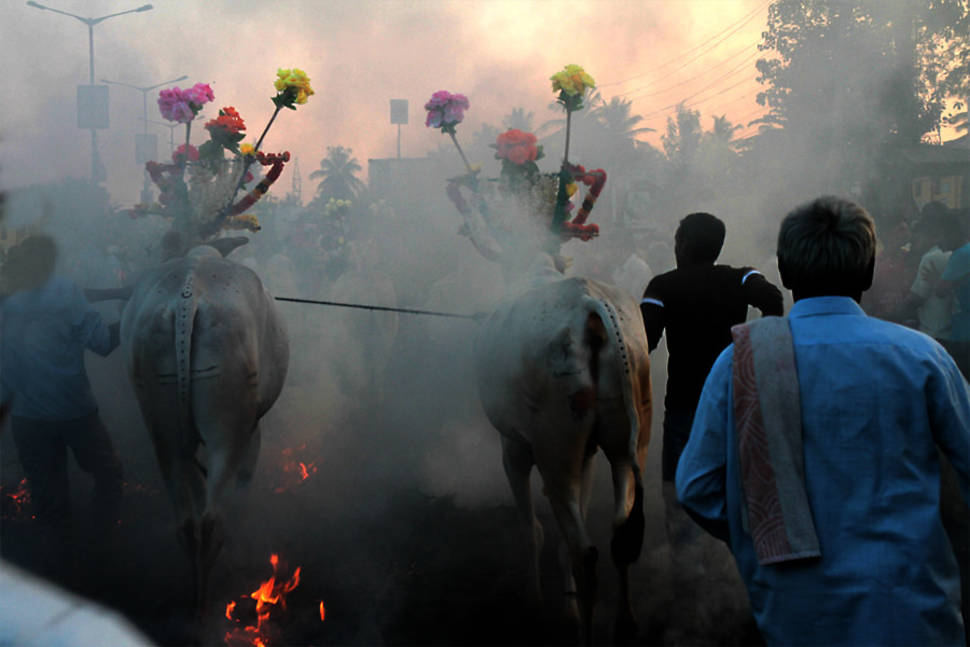 Best time for Pongal in India