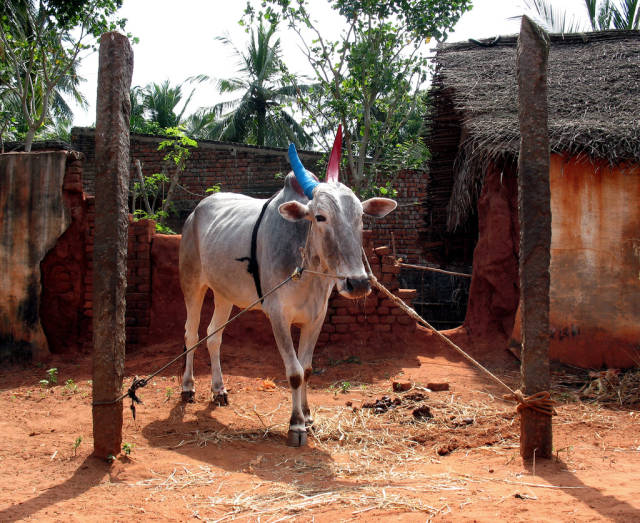 Best time to see Pongal in India