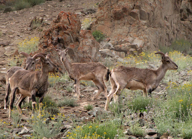 Blue sheep roaming around the Hemis National Park