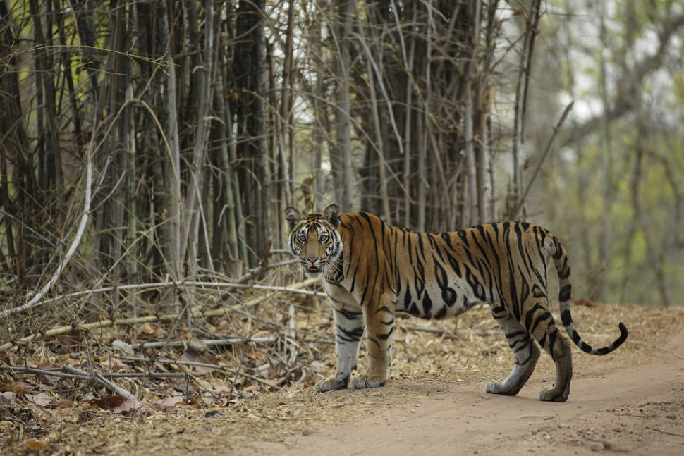 Sub adult tiger spotted in the Bandhavgarh National Park