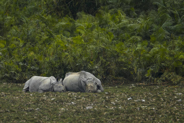 Greater One Horned Rhinoceros or Indian Rhinoceros mother is sleeping with her calf in Kaziranga National Park