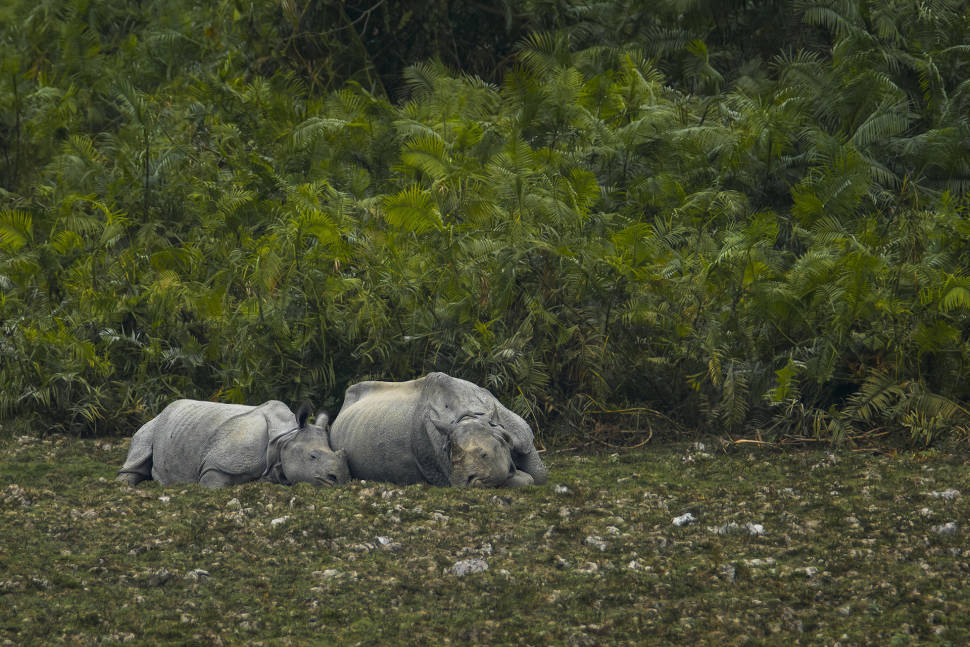 Greater One Horned Rhinoceros or Indian Rhinoceros mother is sleeping with her calf in Kaziranga National Park