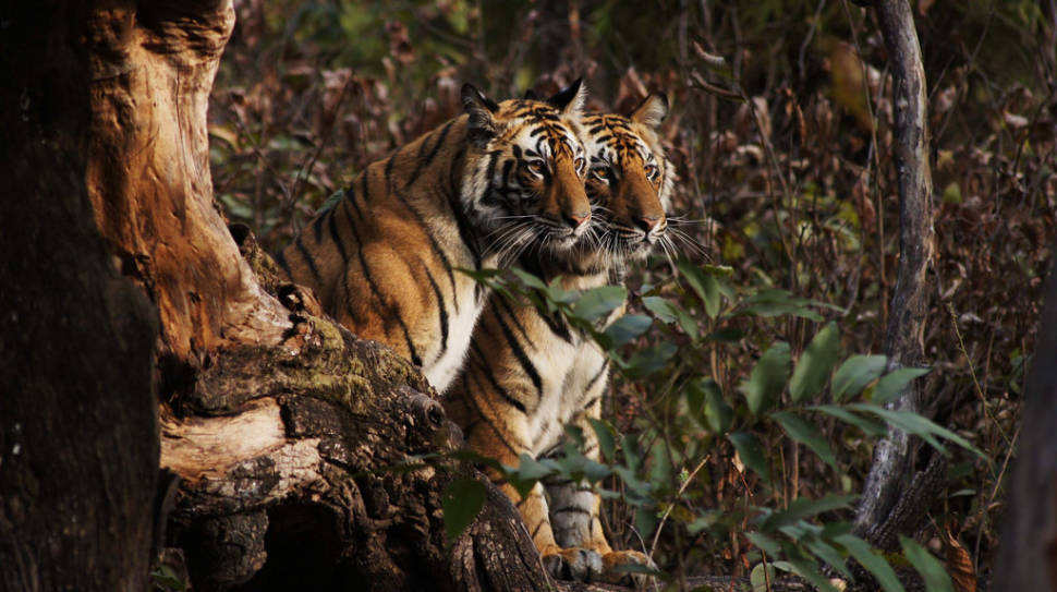 Safari in India - Best Time