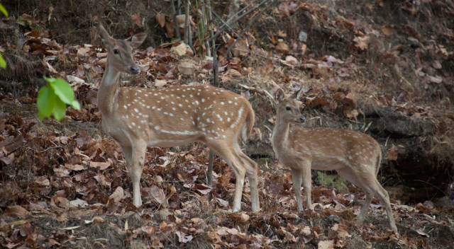 Deer in the Bandhavgarh National Park