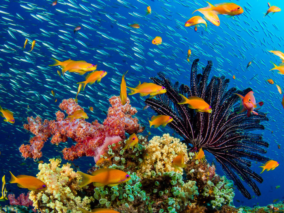Scuba Diving in India - Best Time