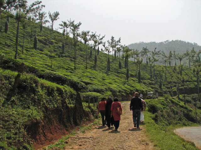 Taking a tour of a tea estate in the Periyar area, Kerala