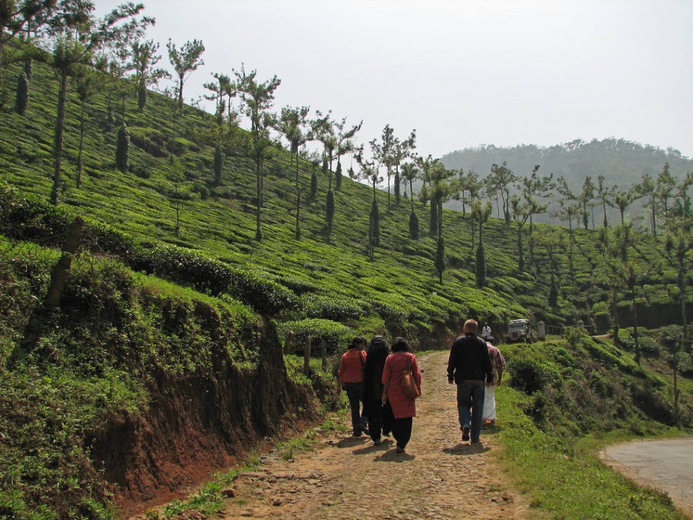 Taking a tour of a tea estate in the Periyar area, Kerala