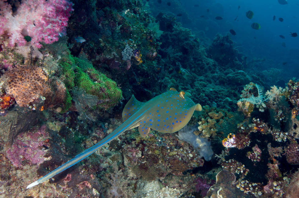 Blue-Spotted Ray