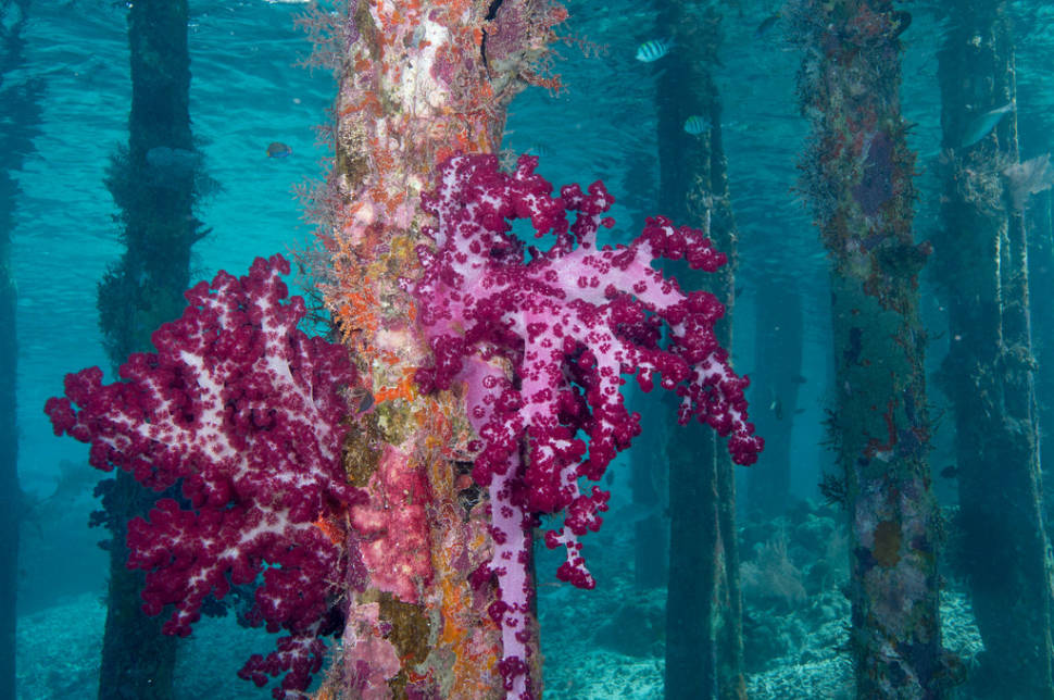 Soft Coral on Pilings