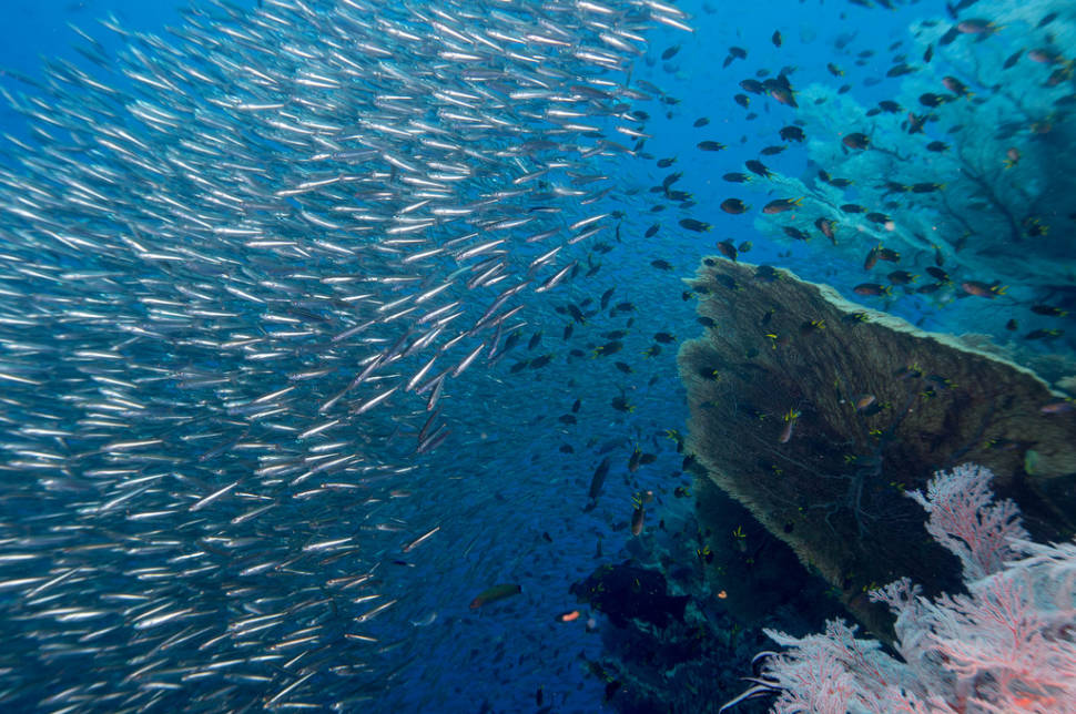 Sardines with Fan Coral