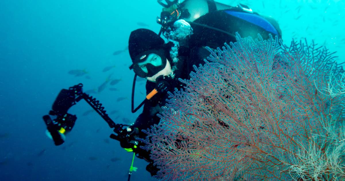 Diving in Raja Ampat in Indonesia - Best Time