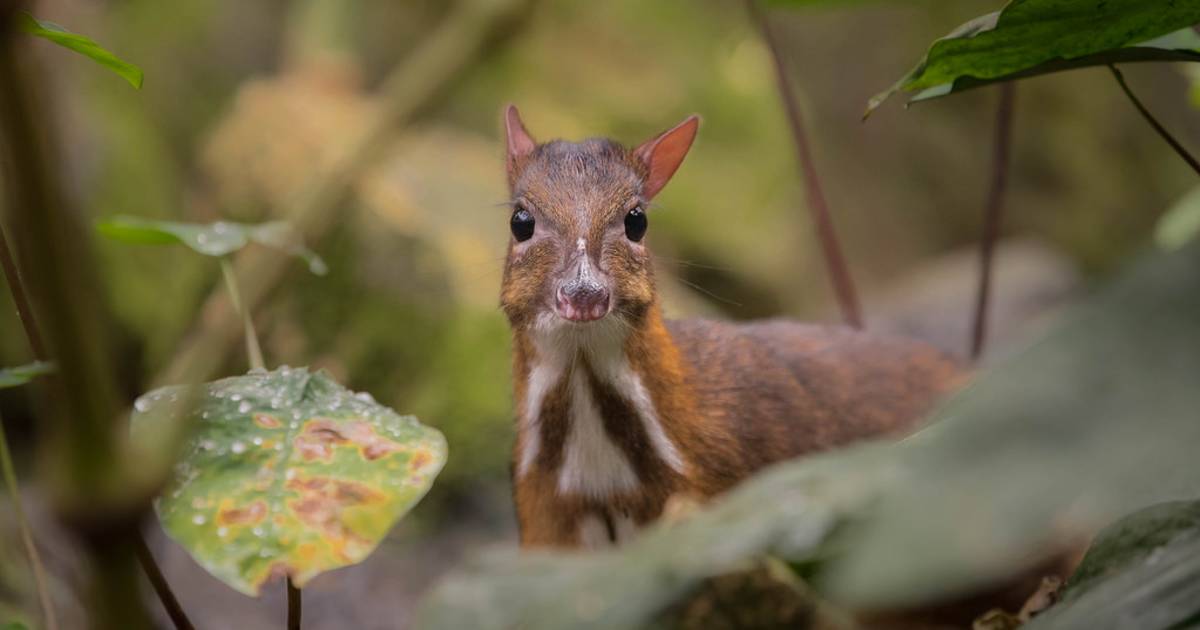 Java Mouse-Deer Breeding in Indonesia - Best Time