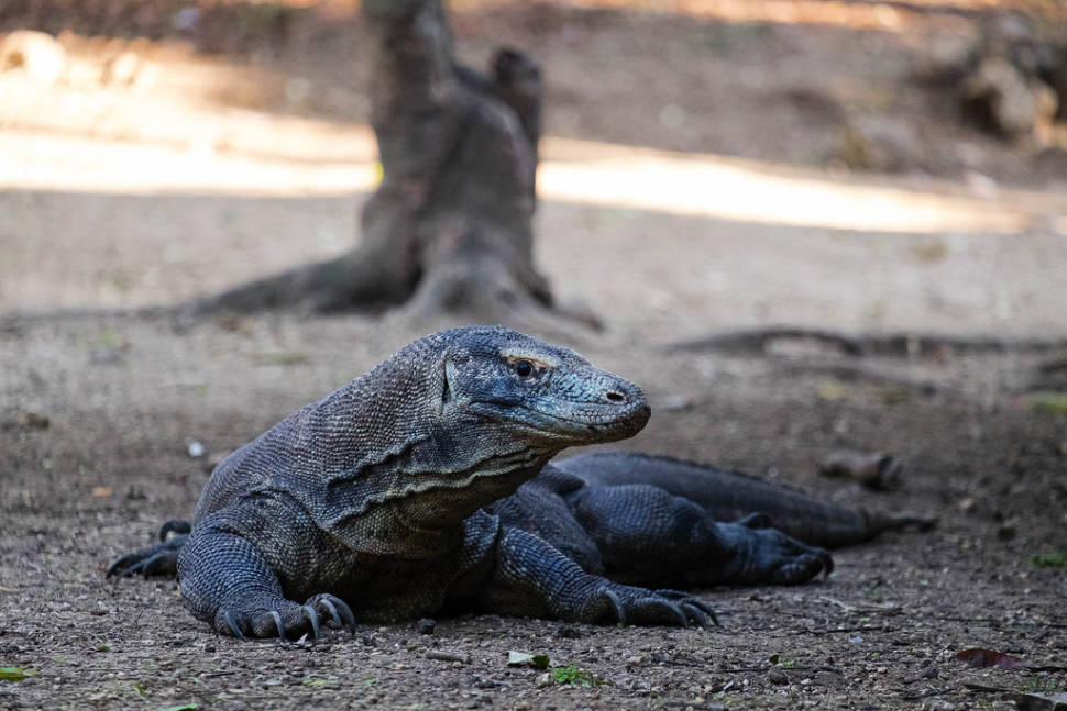 Best time for Komodo Dragons