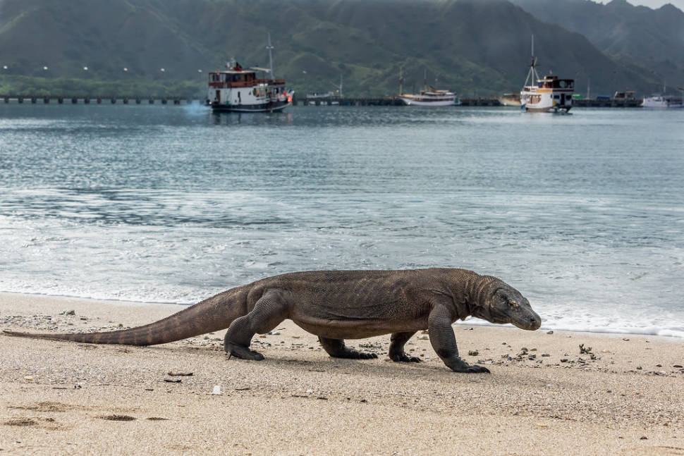Best time for Komodo Dragons in Indonesia