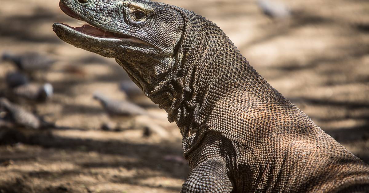 Komodo Dragons in Indonesia - Best Time