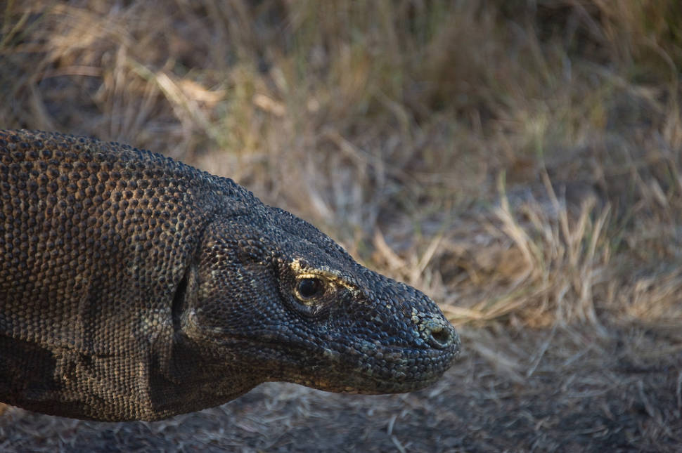 Komodo Dragons in Indonesia - Best Season
