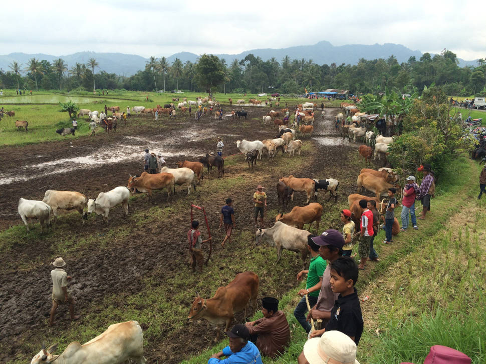 Pacu Jawi (Cow Race) in Indonesia - Best Season