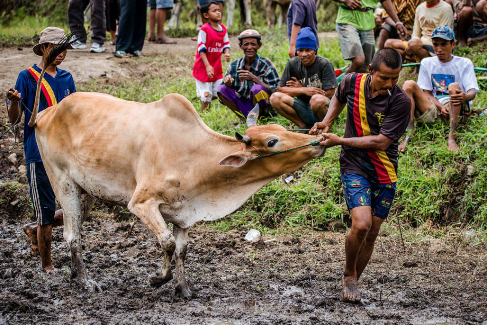 Pacu Jawi Final, 2015