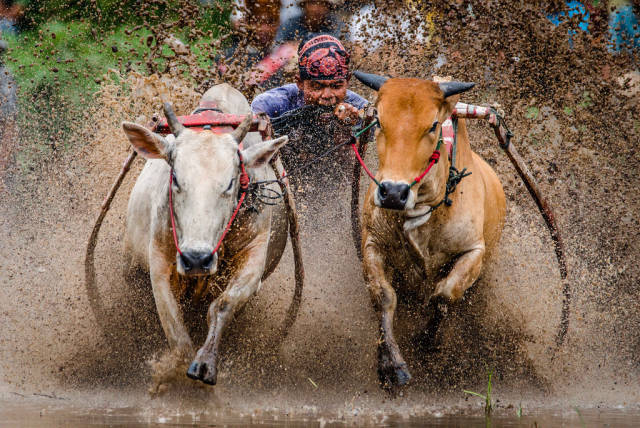 Pacu Jawi (Cow Race) in Indonesia - Best Time